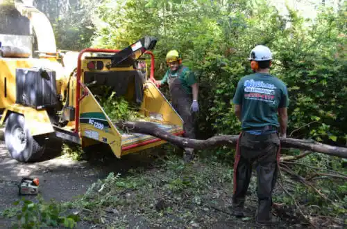 tree services Chattahoochee